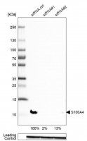 Anti-S100A4 antibody produced in rabbit 