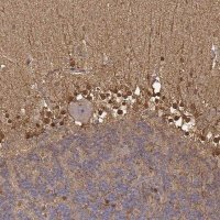 Anti-S100B antibody produced in rabbit 