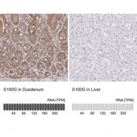 Anti-S100G antibody produced in rabbit 