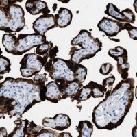 Anti-S100P antibody produced in rabbit 