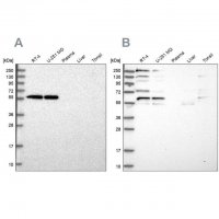 Anti-SAAL1 antibody produced in rabbit