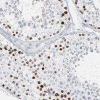 Anti-SAGE1 antibody produced in rabbit