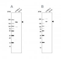 Anti-SALL4 antibody produced in rabbit 