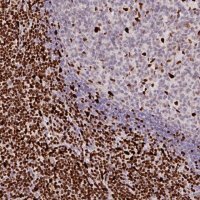 Anti-SAMHD1 antibody produced in rabbit 