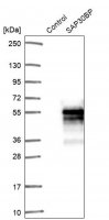 Anti-SAP30BP antibody produced in rabbit 