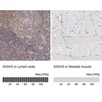 ANTI-SASH3 antibody produced in rabbit HPA001085-100UL