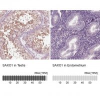 Anti-SAXO1 antibody produced in rabbit HPA023899-100UL