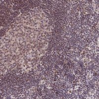 Anti-SCAF11 antibody produced in rabbit 