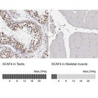 Anti-SCAF4 antibody produced in rabbit 