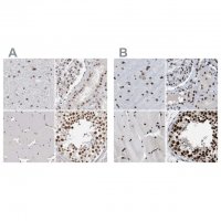 Anti-SCAF4 antibody produced in rabbit 