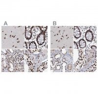 Anti-SCAF8 antibody produced in rabbit 