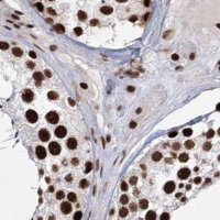 Anti-SCAF8 antibody produced in rabbit 