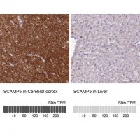 Anti-SCAMP5 antibody produced in rabbit HPA046645-100UL