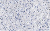 Anti-SCARB1 Antibody, clone 3B15 ZooMAb� Rabbit Monoclonal 