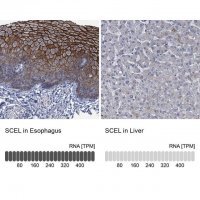 Anti-SCEL antibody produced in rabbit