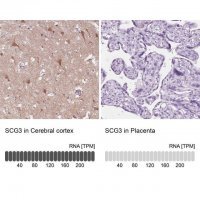 Anti-SCG3 antibody produced in rabbit 