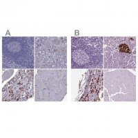 Anti-SCG5 antibody produced in rabbit