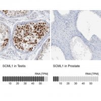 Anti-SCML1 antibody produced in rabbit