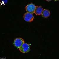 Anti-SCN2A Antibody, clone 3F19 ZooMAb� Rabbit Monoclonal 
