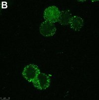 Anti-SCN2A Antibody, clone 3F19 ZooMAb� Rabbit Monoclonal 