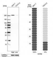 Anti-SCRIB antibody produced in rabbit