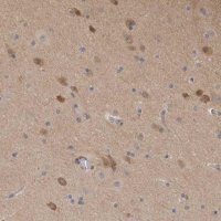 Anti-SCRN1 antibody produced in rabbit 