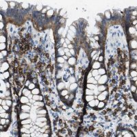 Anti-SDC1 antibody produced in rabbit 
