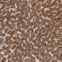 Anti-SDCBP antibody produced in rabbit HPA023840-100UL