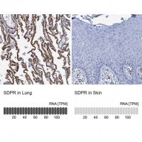 Anti-SDPR antibody produced in rabbit