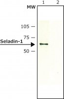 Anti-Seladin-1 antibody produced in rabbit S8571-200UL