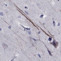 Anti-SEMA5B antibody produced in rabbit