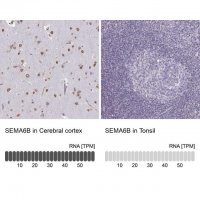 Anti-SEMA6B antibody produced in rabbit 