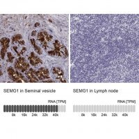 Anti-SEMG1 antibody produced in rabbit