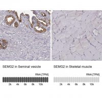 Anti-SEMG2 antibody produced in rabbit 
