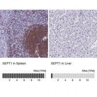 Anti-SEPT1 antibody produced in rabbit 