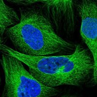 Anti-SEPT12 antibody produced in rabbit 