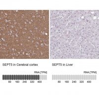 Anti-SEPT5 antibody produced in rabbit