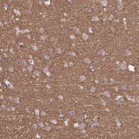 Anti-SEPT5 antibody produced in rabbit