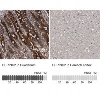 Anti-SERINC2 antibody produced in rabbit