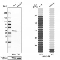 Anti-SERPINB6 antibody produced in rabbit HPA012736-100UL