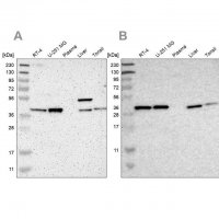 Anti-SERPINB6 antibody produced in rabbit HPA012736-100UL