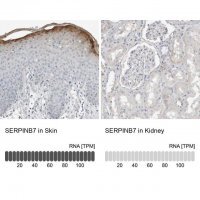 Anti-SERPINB7 antibody produced in rabbit