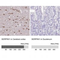 Anti-SERPINI1 antibody produced in rabbit