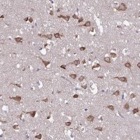 Anti-SERPINI1 antibody produced in rabbit