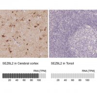 Anti-SEZ6L2 antibody produced in rabbit 