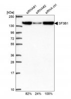 Anti-SF3B1 antibody produced in rabbit 