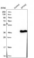 Anti-SFXN2 antibody produced in rabbit 