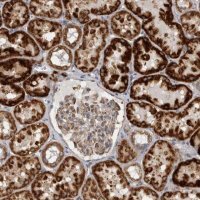 Anti-SFXN2 antibody produced in rabbit 