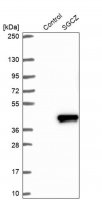 Anti-SGCZ antibody produced in rabbit HPA017585-100UL
