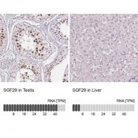 Anti-SGF29 antibody produced in rabbit